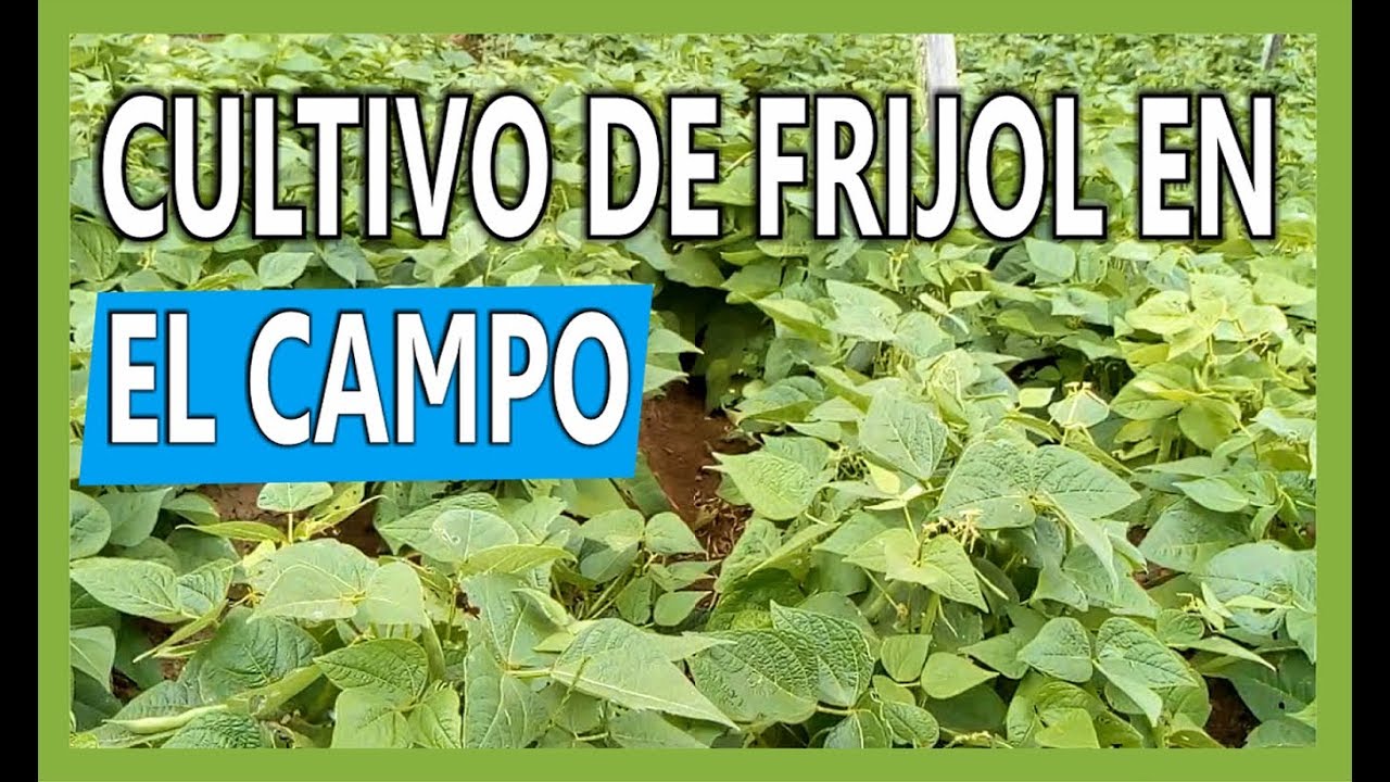 Cultivo de frijol en el campo / agricultura campesina