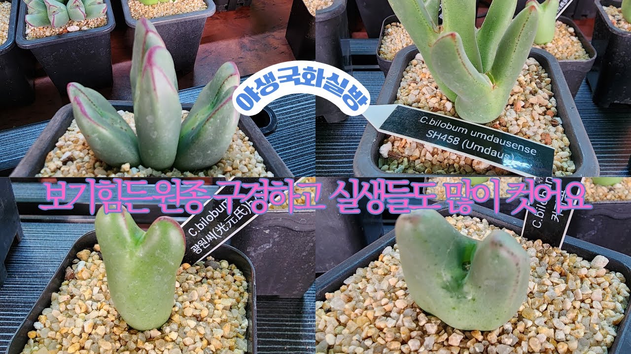 26년 1월14일 오전9시 물들기 시작 했어요 구경 오셔요  @@@ 추위에 관리 잘 하셔요 살균/살충 철저