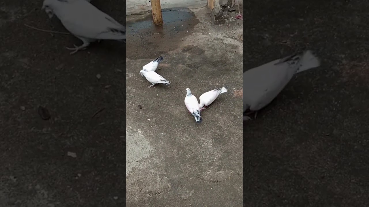 pigeon training started at early morning.