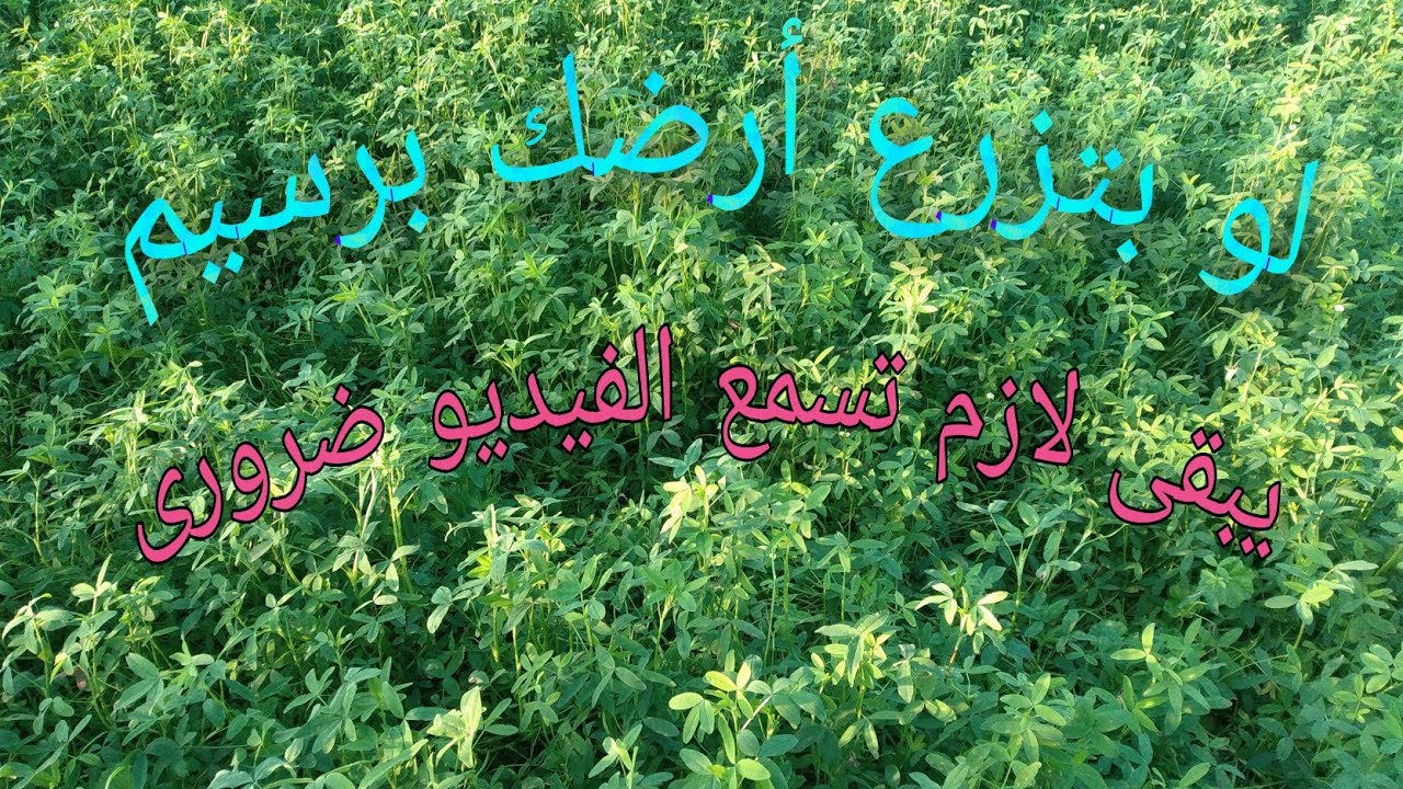 معلومات مهمة لزارعي البرسيم ومعرفة التسميد الصحيح والمعاملات الازمة لزيادة الانتاج من البرسيم