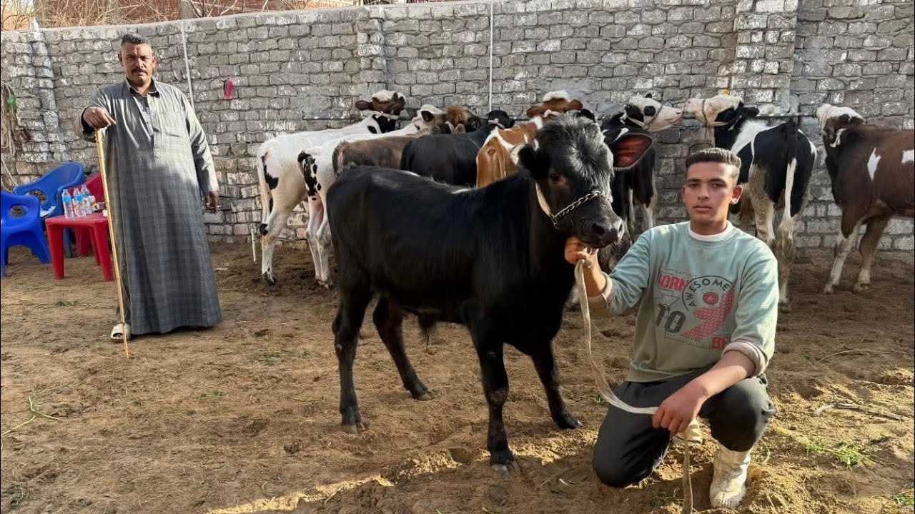 مدفع رمضان ضرب 🔥  بمزرعة الاخلاص مركز تحسين السلالات البيور الأصلي والخليج العالي توريد