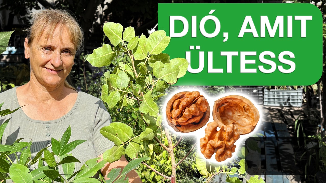 &Iacute;gy v&aacute;lassz di&oacute;t a kertedbe 🌰🌳 A legjobb di&oacute;fajt&aacute;k a kertedbe