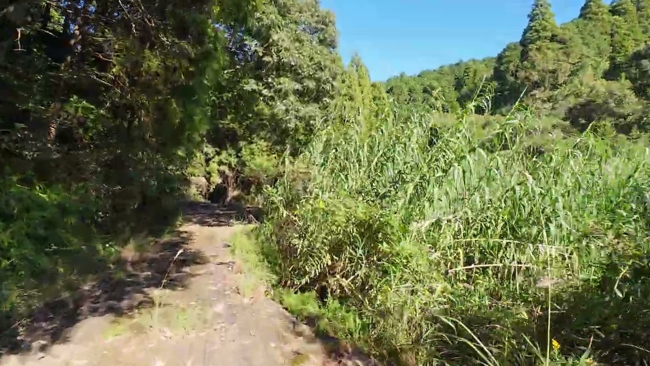 Walk in forest road Japan, Kagoshima 4K
