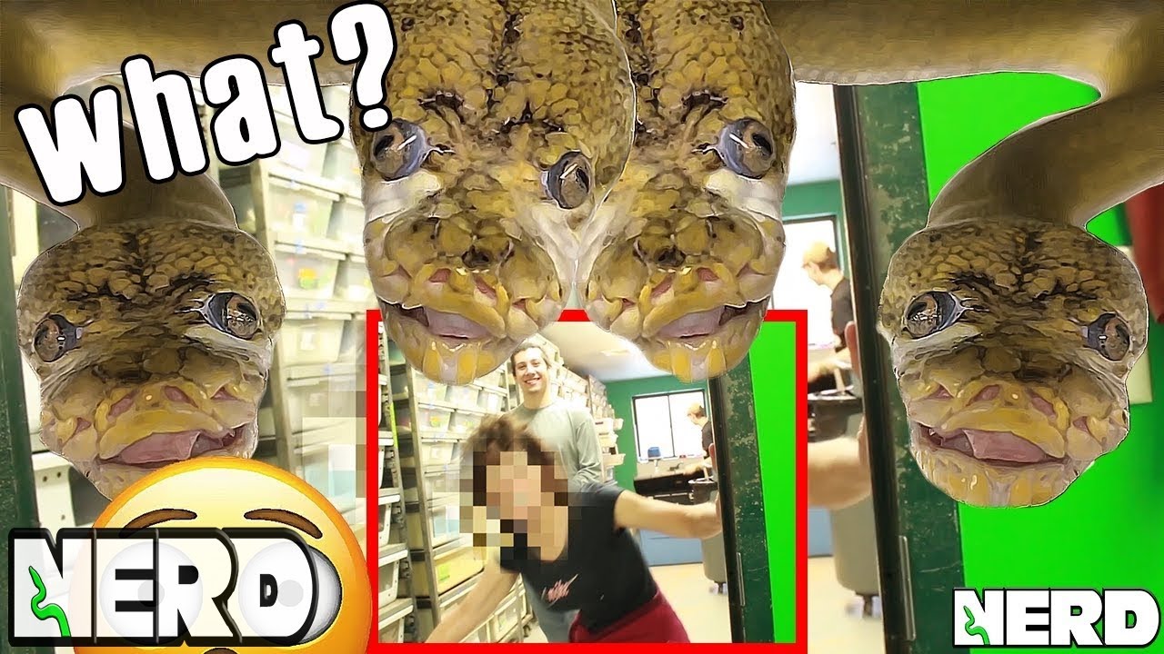 MY GIANT SNAKE SNARFLES
