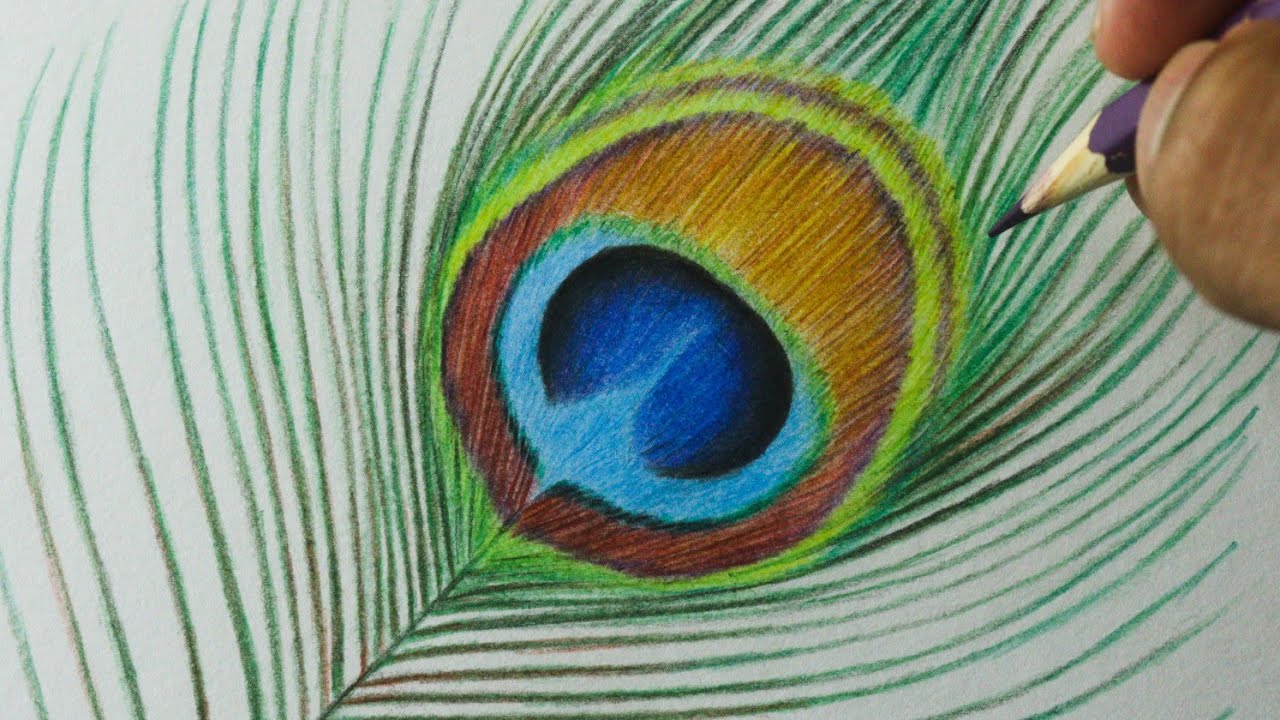 Como desenhar uma Pena de Pavão PASSO A PASSO narrado