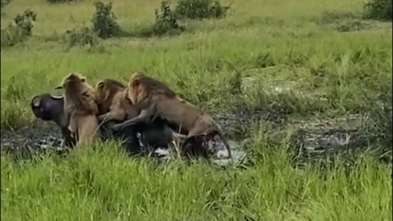 male lions attack adult buffalo trap and stuck in the mud and bring it down video 