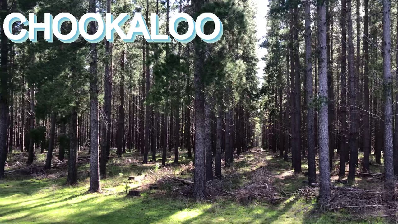 KUITPO FOREST