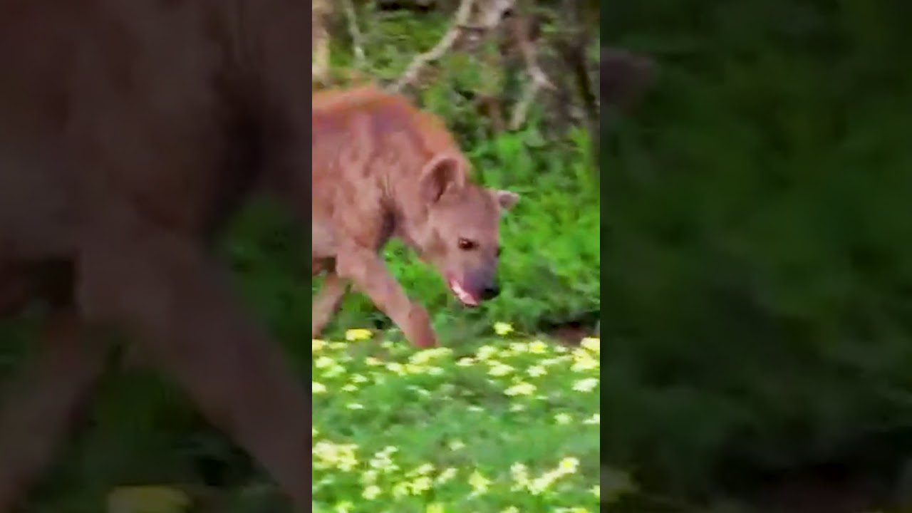 RETURN Africa - Experience the Pafuri Wetlands!