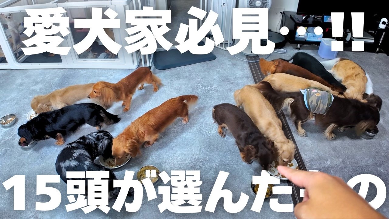 【悩んでるなら観て】偏食で困っていた飼い主に救世主が現れた