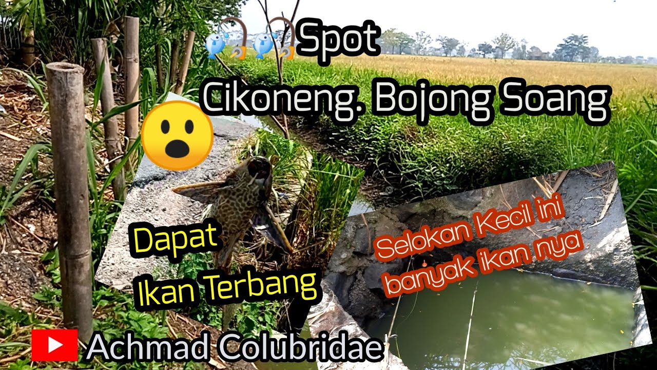 🎣Mancing Alam Liar. Spot Cikoneng. Bojong Soang