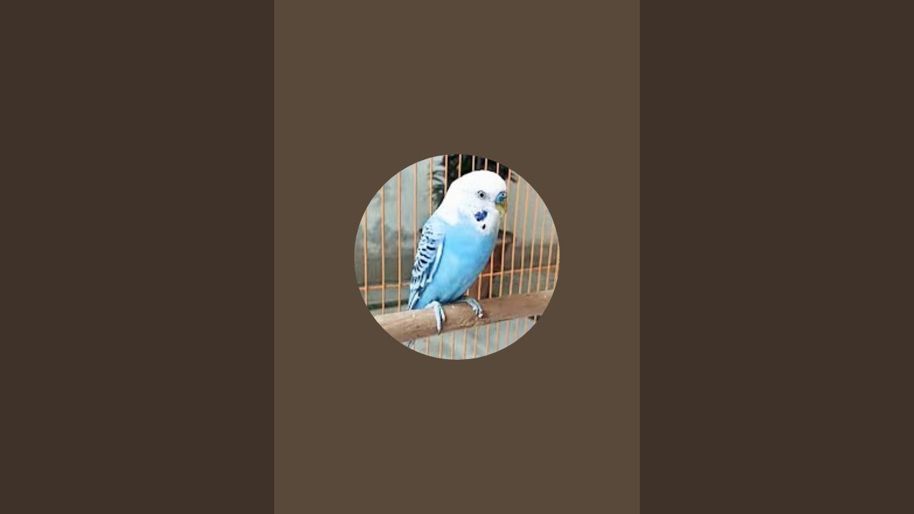 Mithu chain🐦🐦 is live