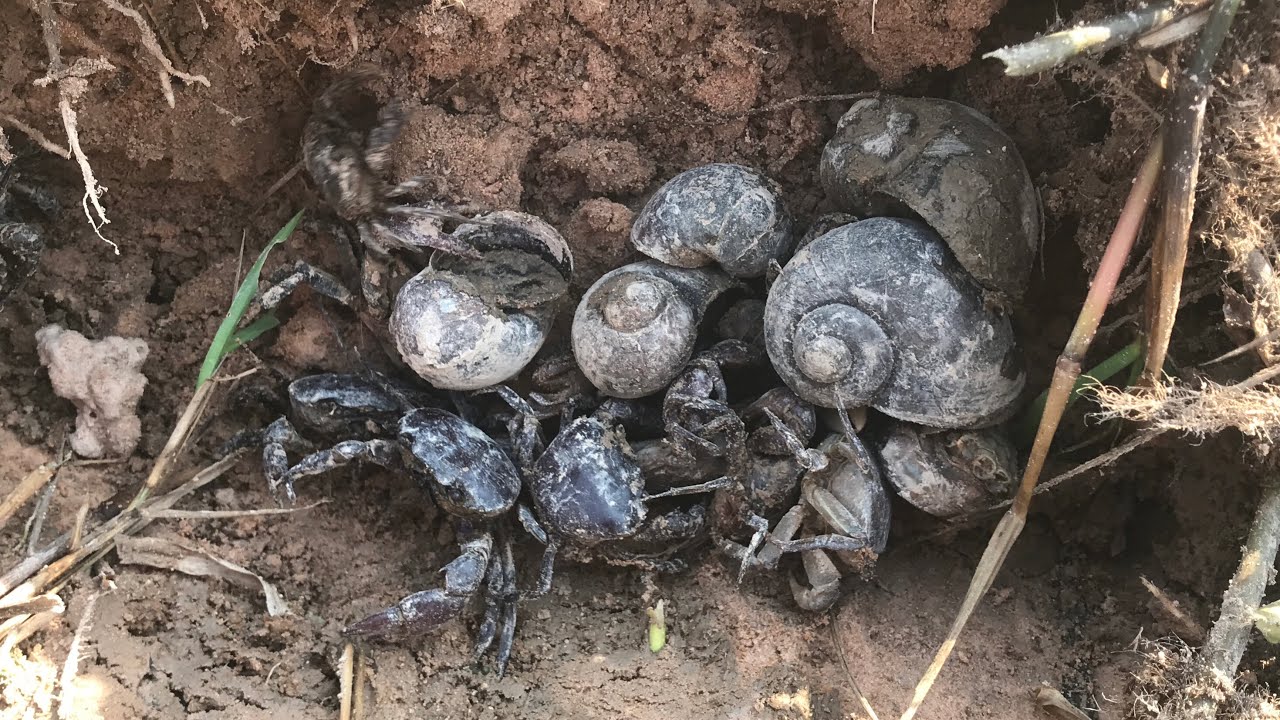 Lucky Day Hunting a 10 Giant Crabs , a Giant Snails and a Baby Crabs #hunting #crab