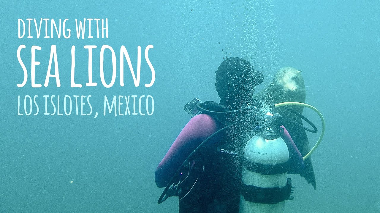 Super FUN Sea Lion Scuba Dive 🦭 Los Islotes/ Espiritu Santo - Baja Sur, Mexico