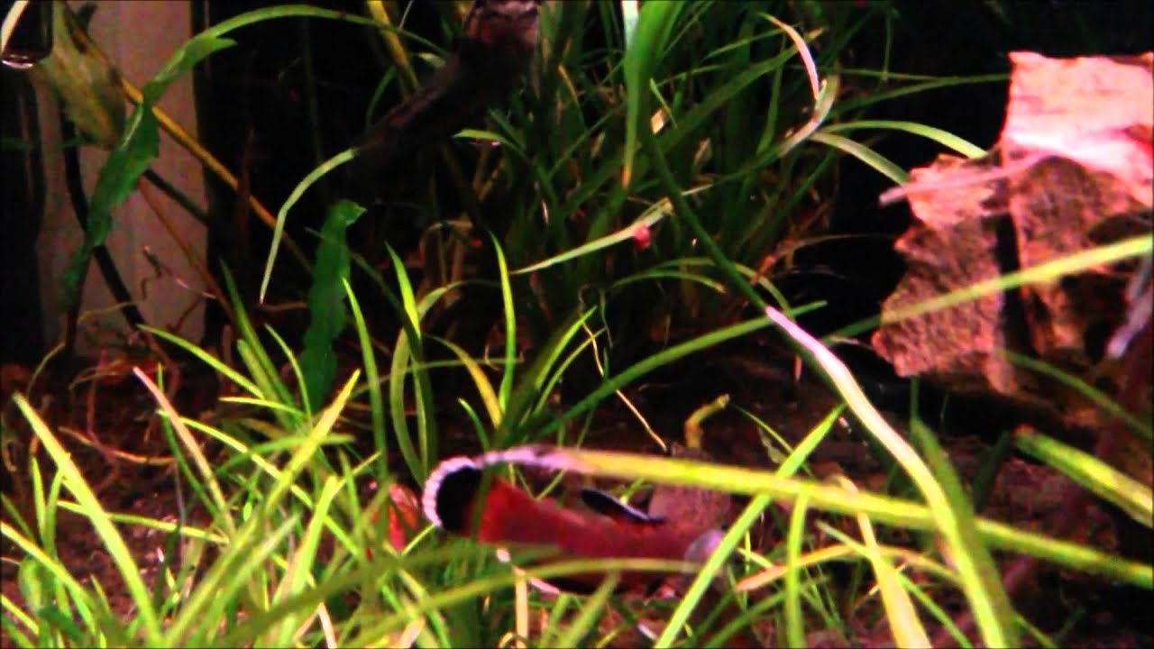 Betta Albimarginata