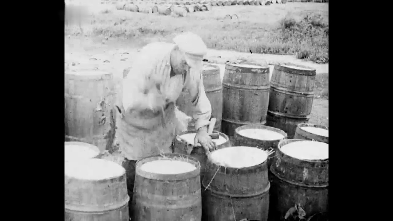 Terespol Zbiór ogórków na terenach nadbużańskich 1939