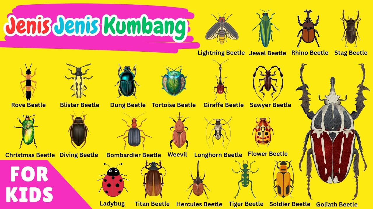 Belajar Jenis Jenis Kumbang | Learn Types of Beetles | Warna-Warni Serangga Lucu !