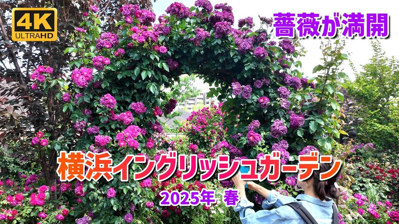 横浜イングリッシュガーデン バラが満開 2025年5月