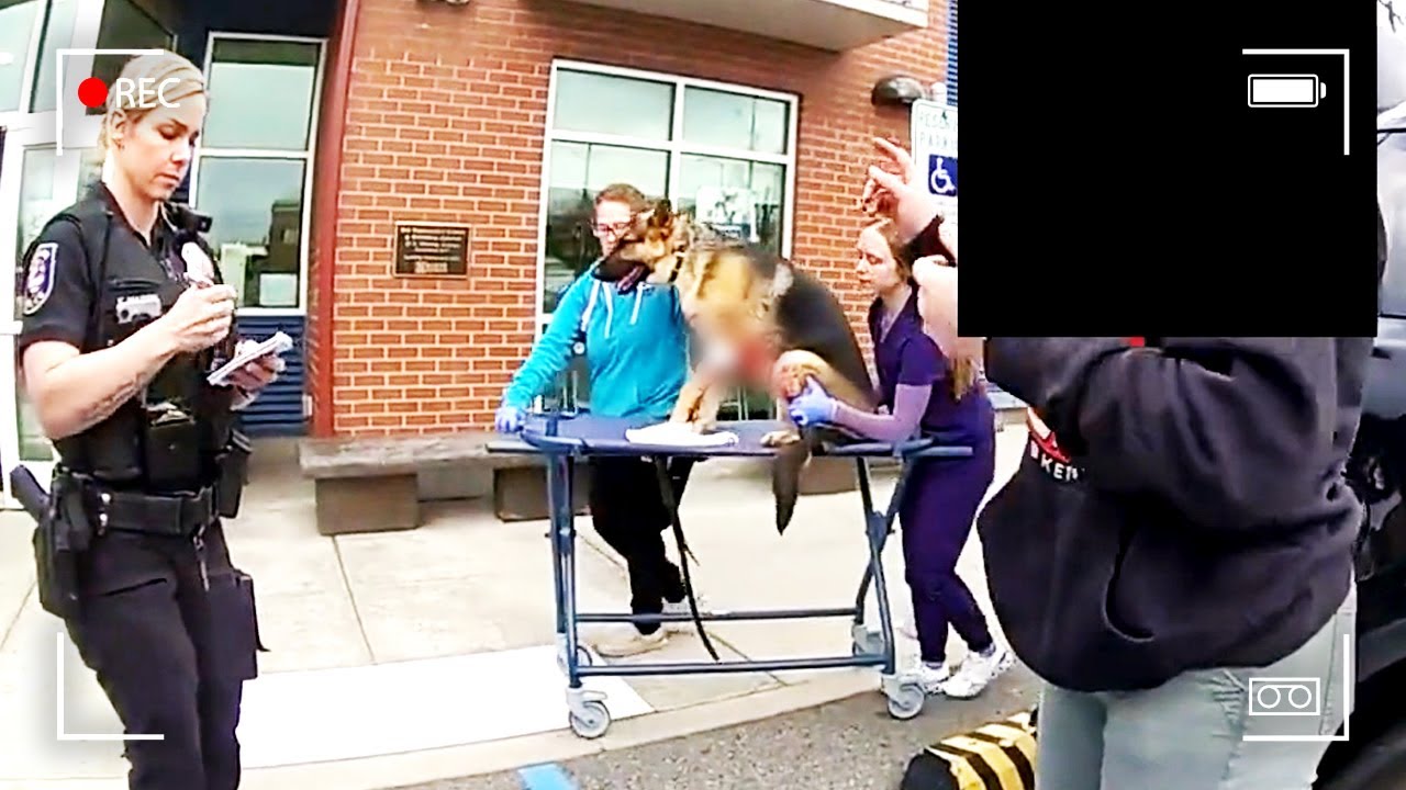 Hero Dog Nearly Dies Saving Teen From Attack