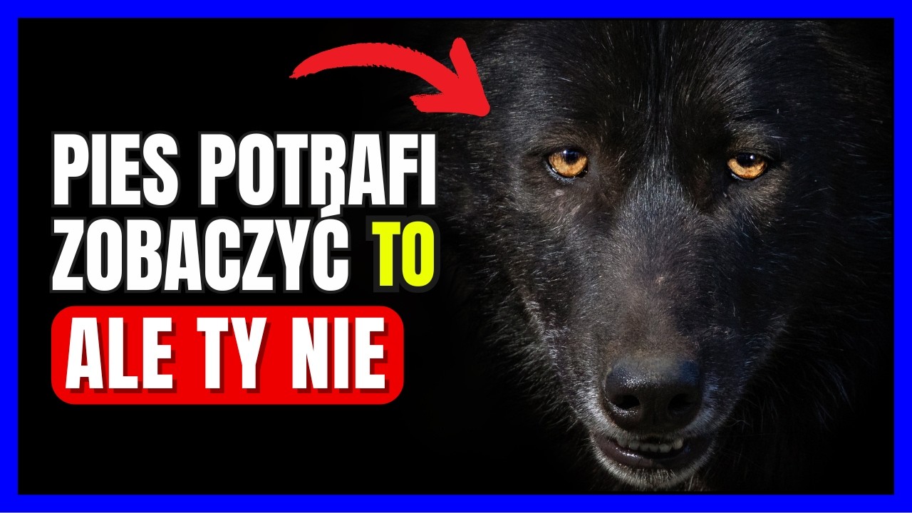 13 dziwnych rzeczy, które psy wyczuwają, widzą i słyszą – a my nie!