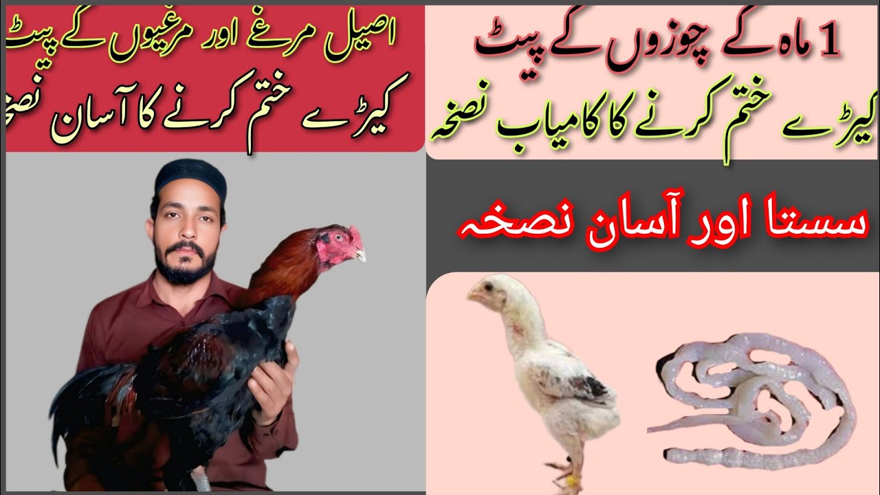 پیٹ صاف کرنے پرندوں کی صحت بہتر کرنے کا آسان نسخہParindon ke Pet ke Keeray Khatam Karne ka Tariqa