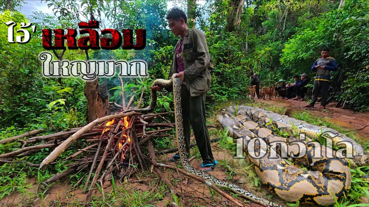 ในที่สุดก็หมานบักแปดศอกงูยักษ์/ຫມານແລ້ວງູຍັກ3 ตุลาคม ค.ศ. 2025