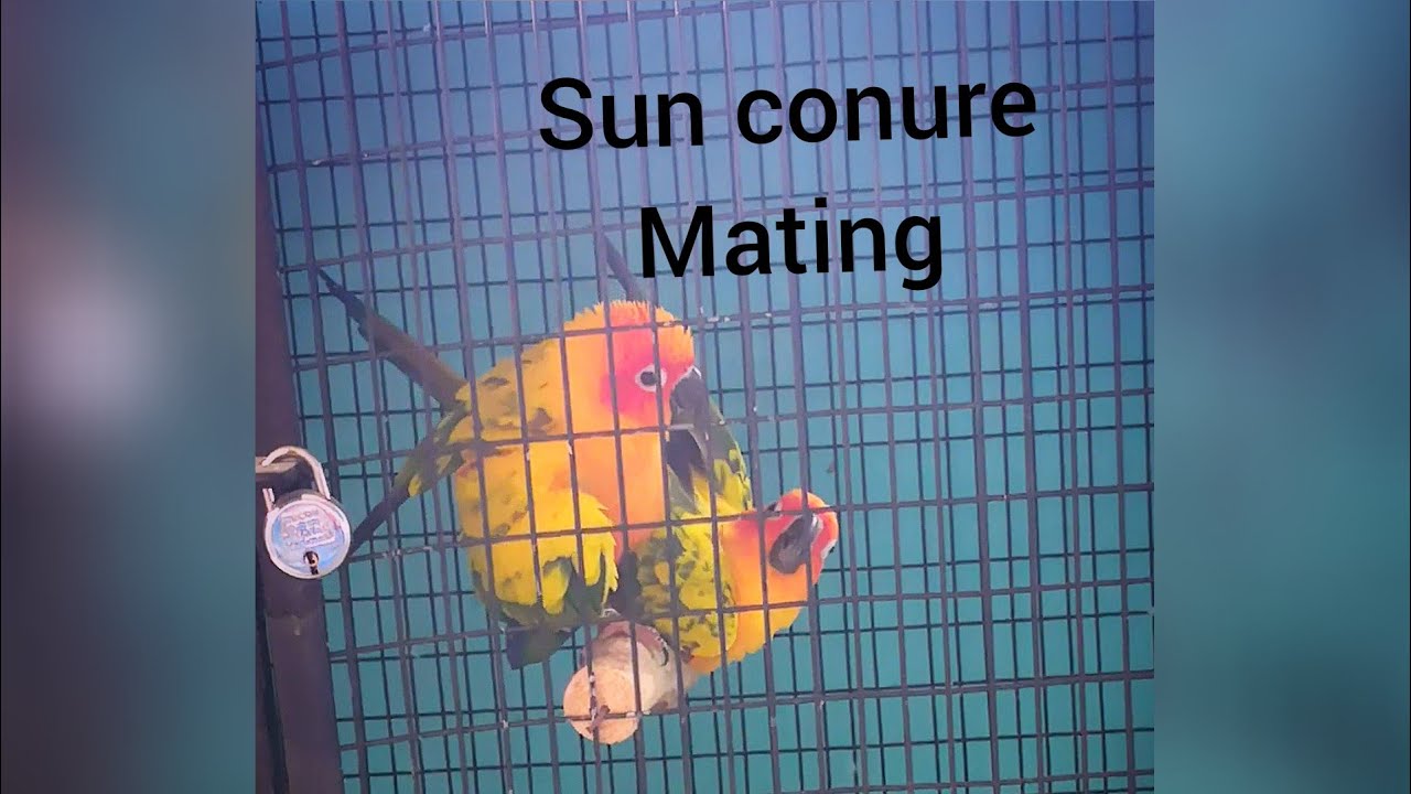Sun conure bonded pair mating in Tamil