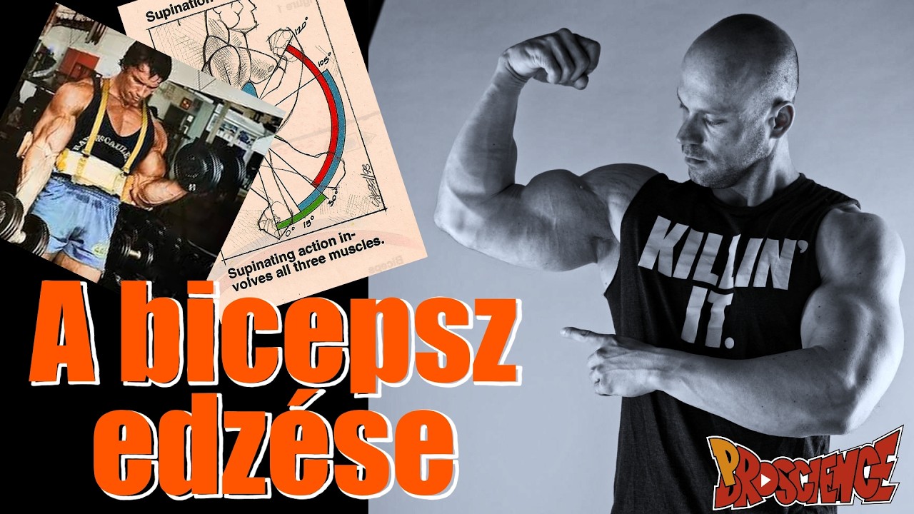 A bicepsz edzése - Dietgainz
