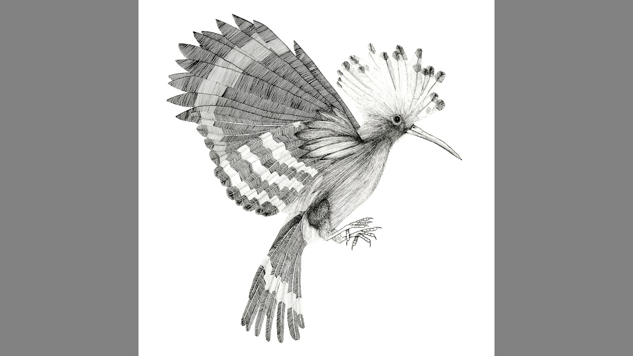 Cocanha - Colorina de Ròsa (Audiò)