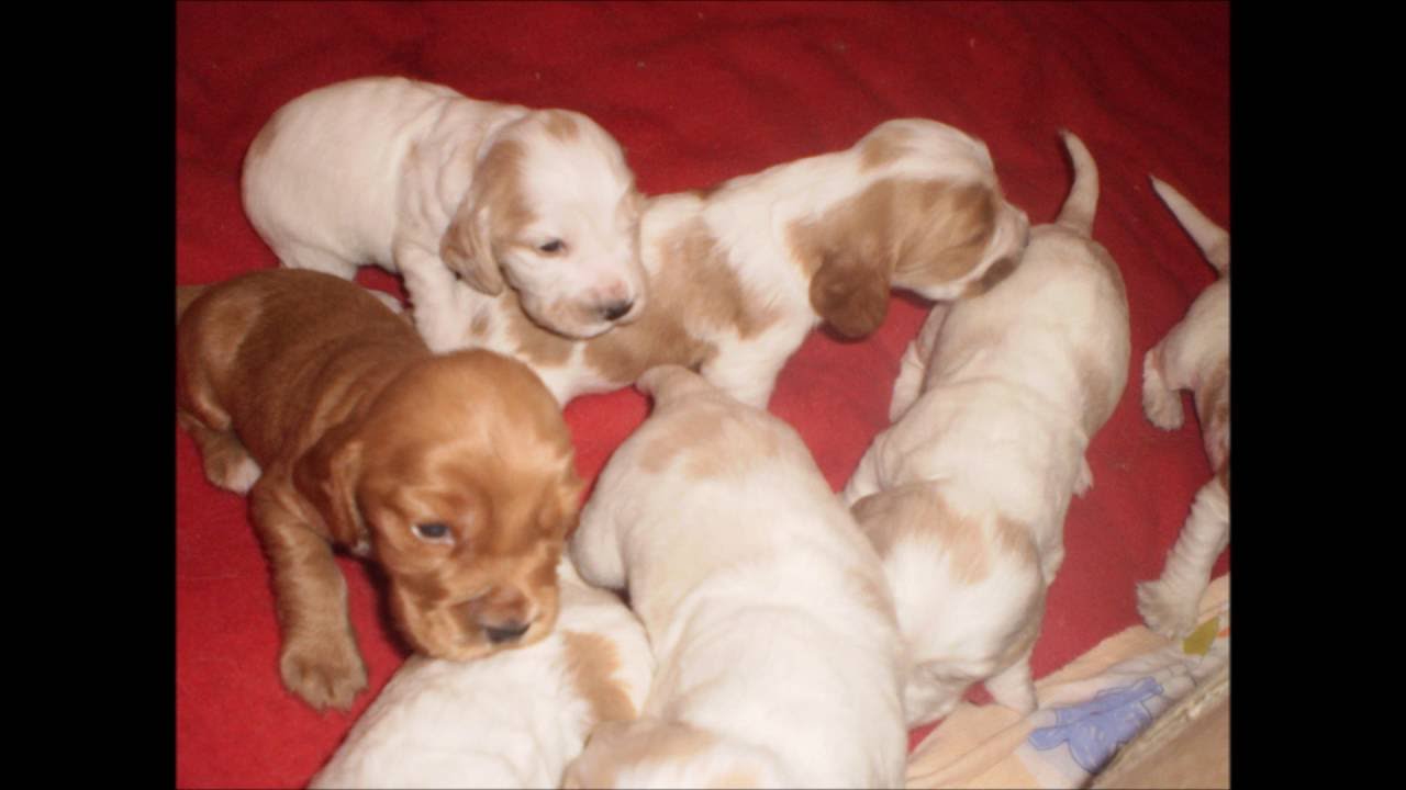 mis 10 amores (cocker spaniel)
