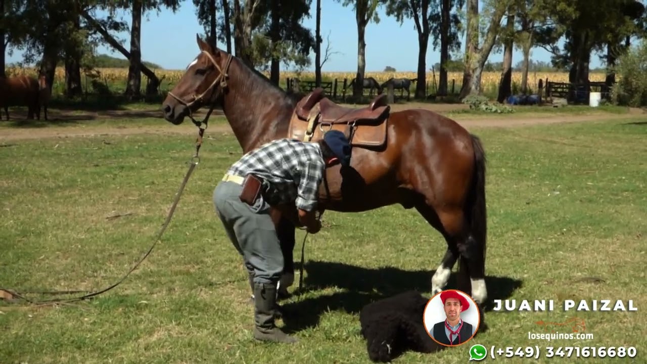Caballo criollo zaino colorado manso escuela y funcional - $3.600.000 - LOSEQUINOS.COM