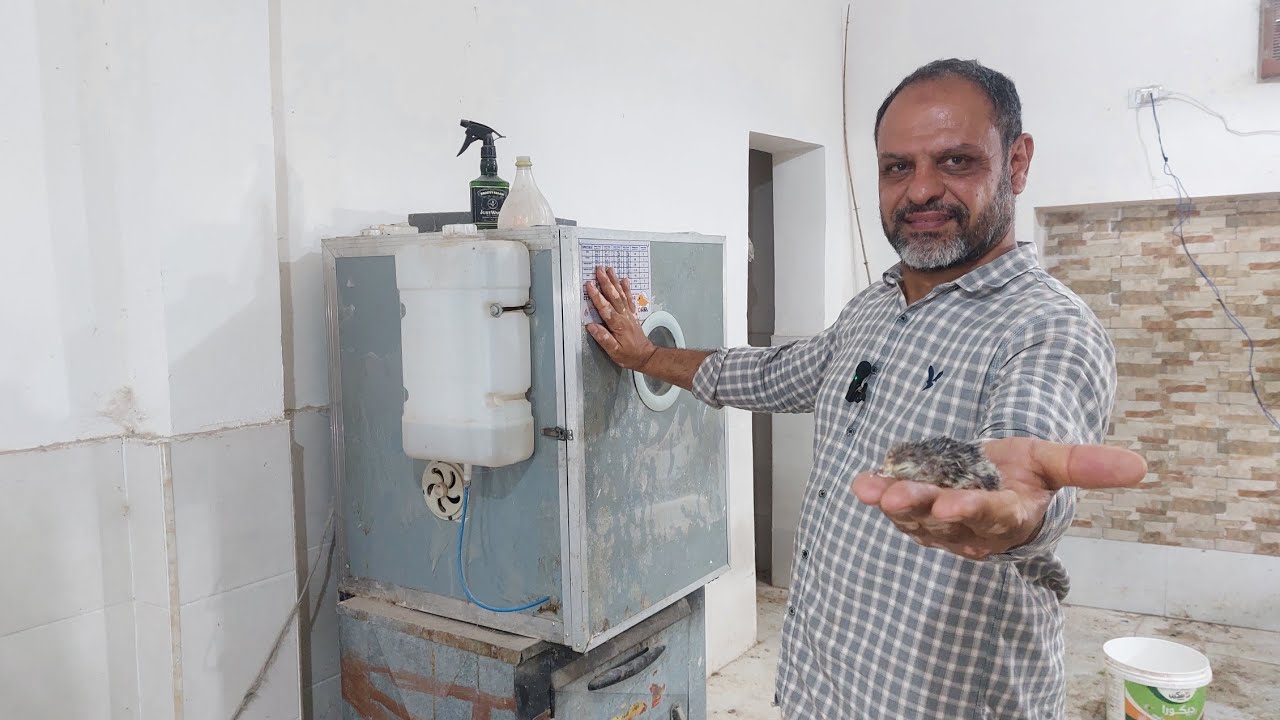 طريقة تفريخ بيض جميع انواع الدواجن
