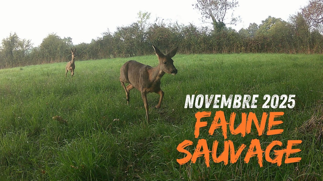 Faune sauvage Novembre 2025