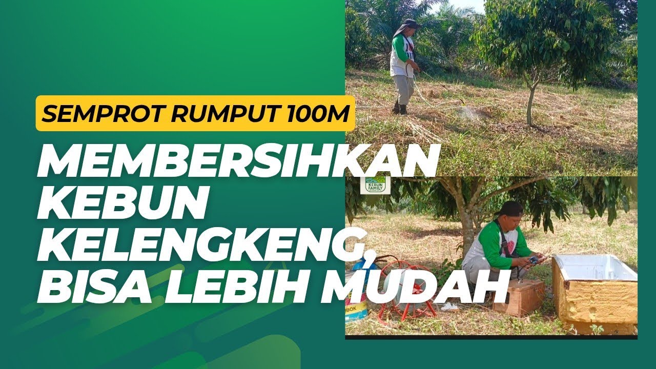 SEMPROT RUMPUT 100 METER MEMBERSIHKAN KEBUN KELENGKENG BISA LEBIH MUDAH