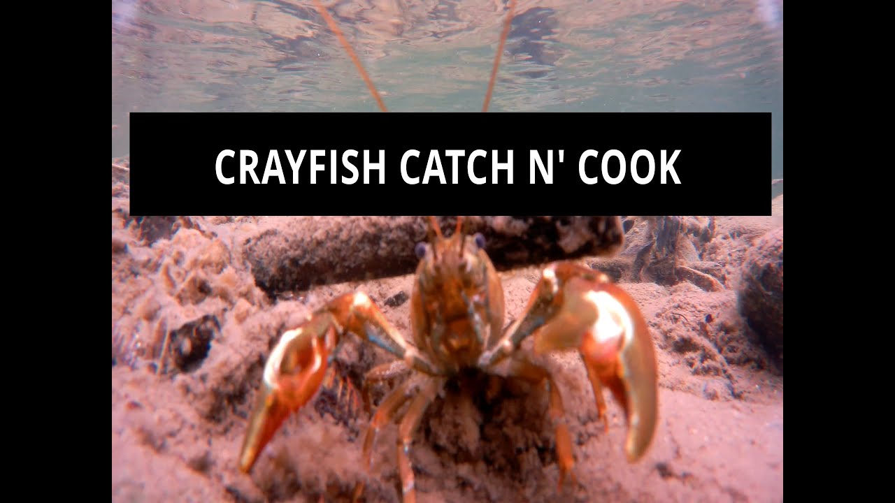 Crayfishing Vancouver Island