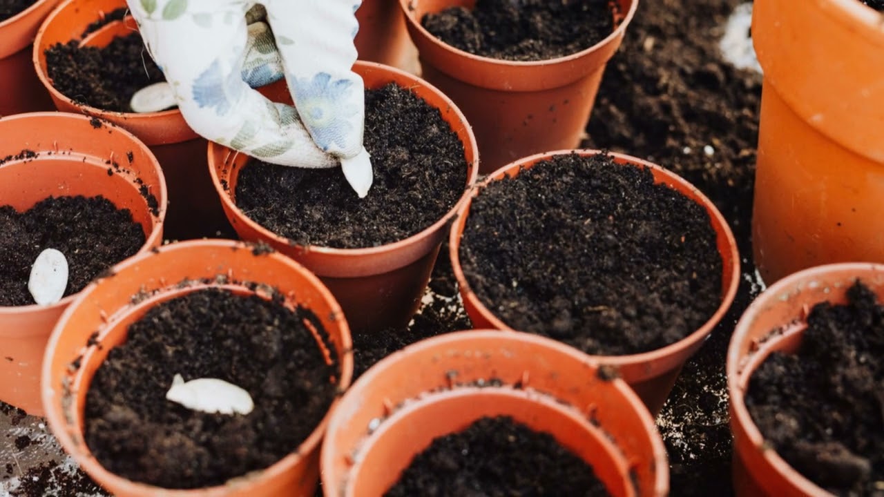 Seed Starting Indoors  Your Ultimate Guide to grow your seeds indoor 2024!