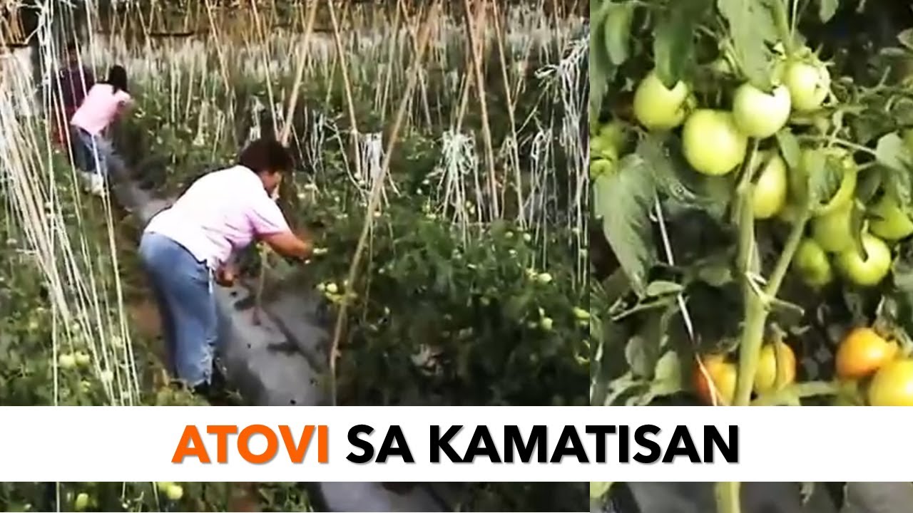 Atovi sa Kamatisan