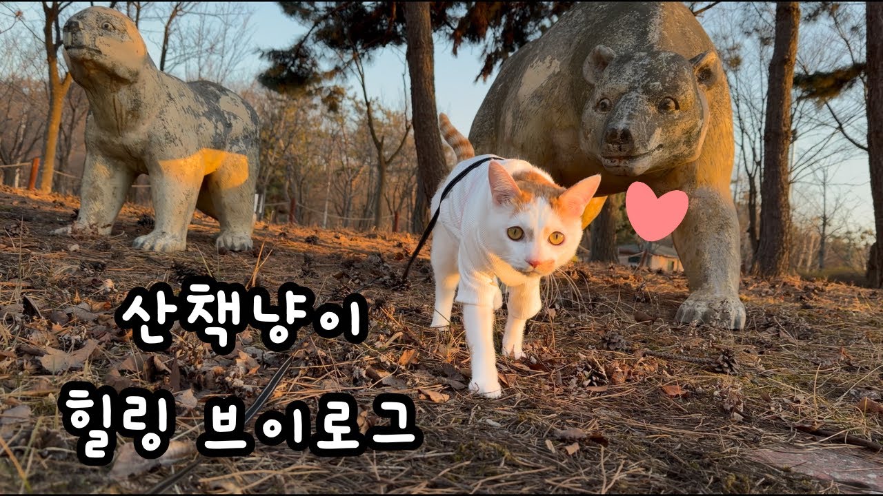 산책하는 고양이 힐링 브이로그. 마음을 치유해주는 고양이 산책영상. A Healing Vlog of a Cat’s Walk.