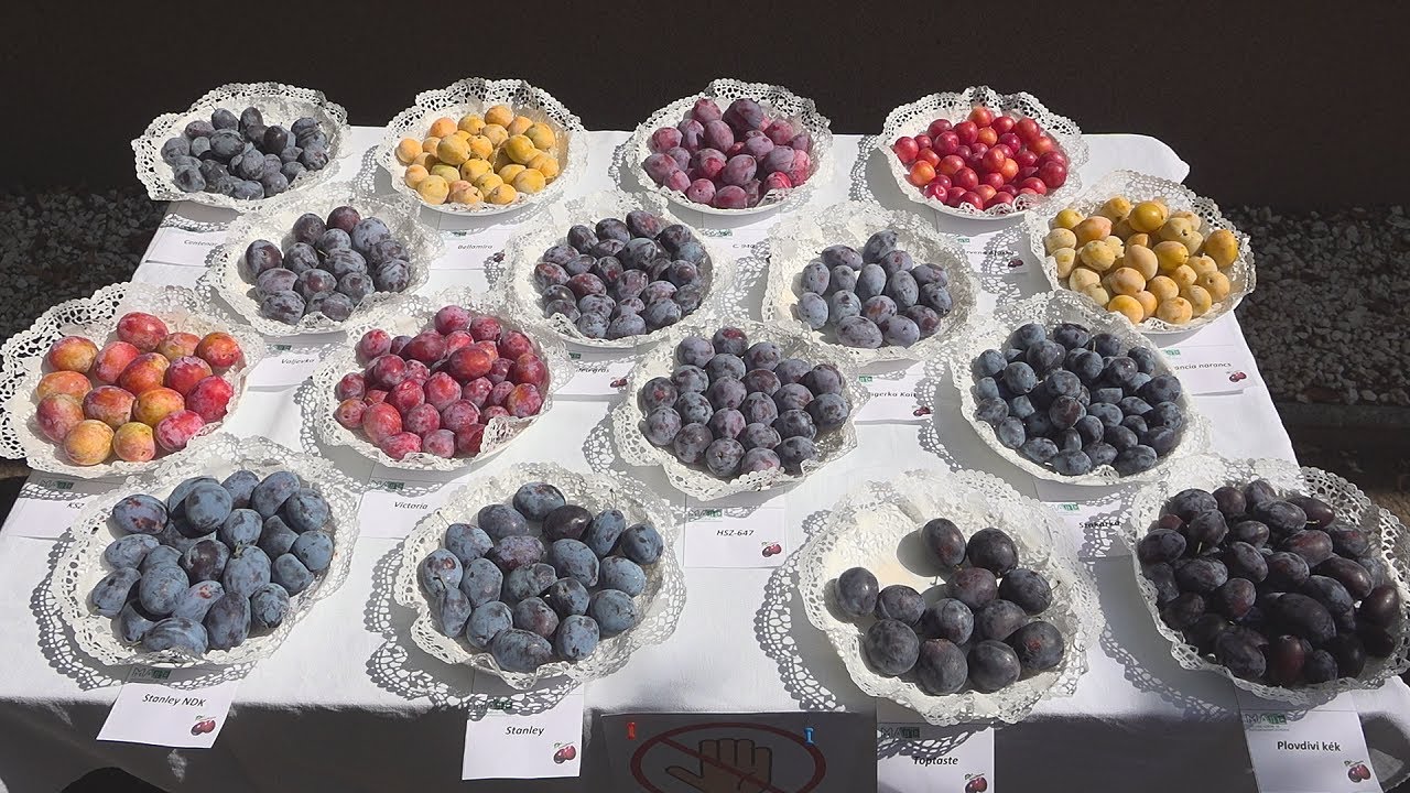 Topfive, Elena, Jojo: rogyásig termő, új szilvafajták