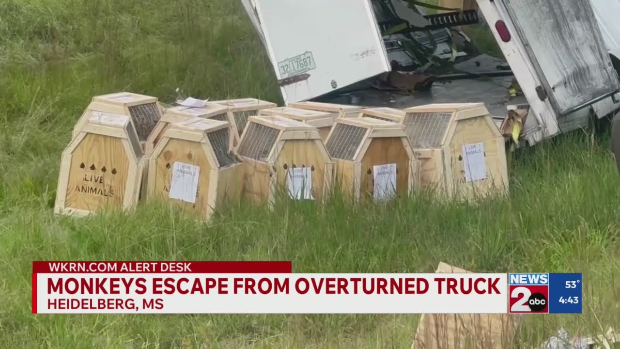 Monkeys escape from overturned truck