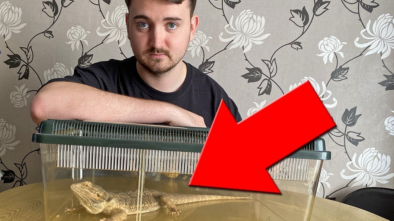 We Need to Talk About This Bearded Dragon (Pogona vitticeps)&hellip;.