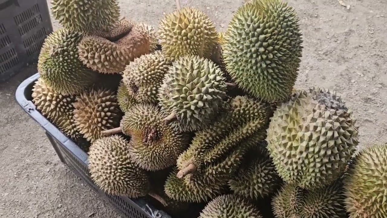 Episod 2 - Beli durian di Kampung Chennah, Jelebu