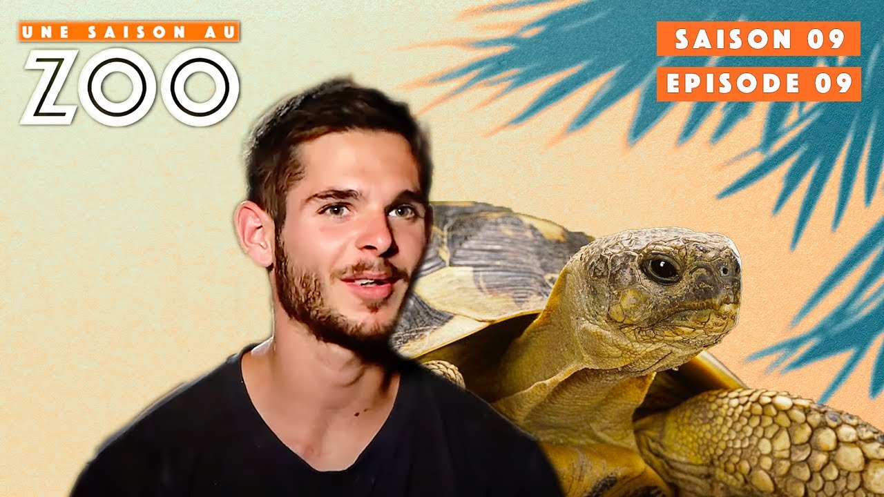 On prend son temps avec les tortues 🤣 | S09 EP09 | Émission Intégrale | Une Saison Au Zoo