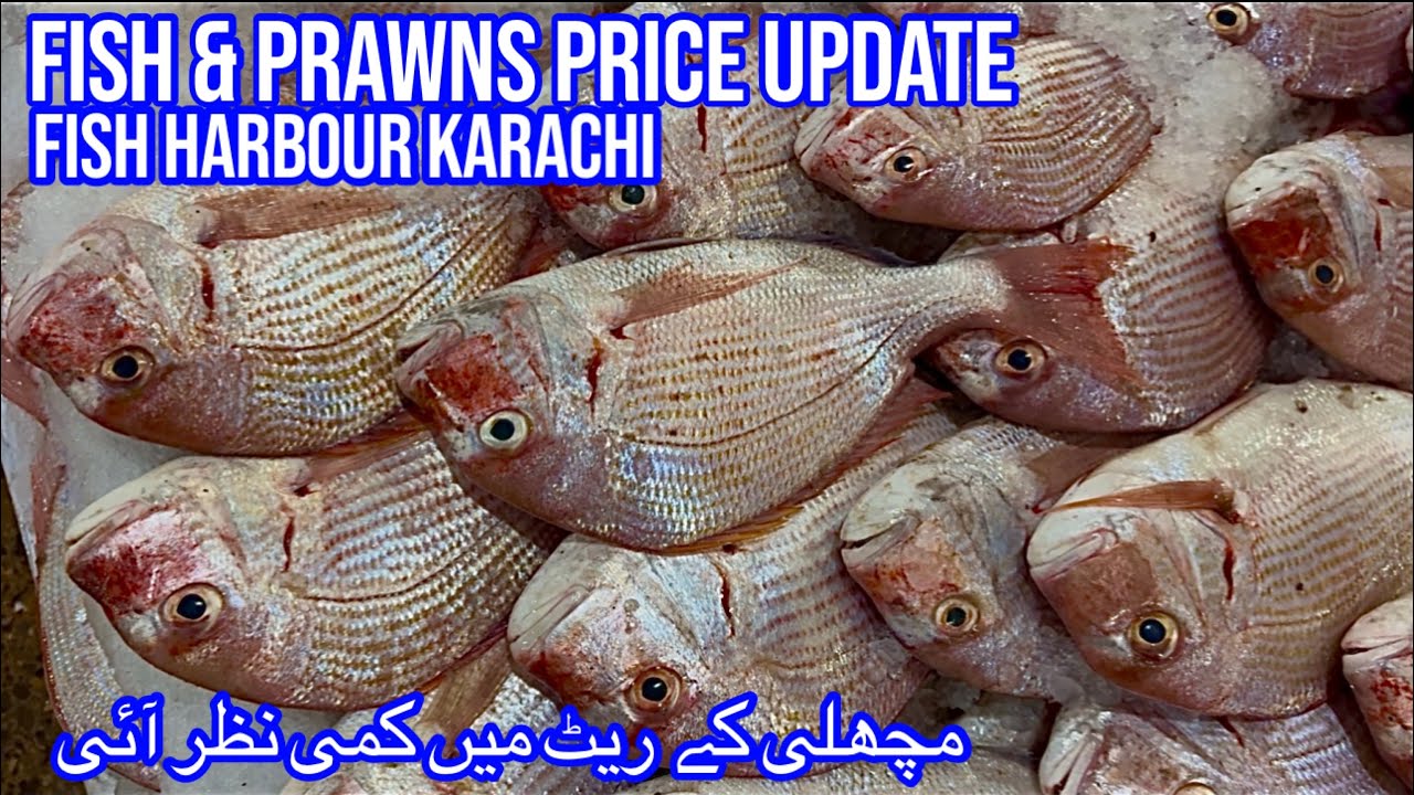 FISH & PRAWNS PRICE UPDATE KARACHI FISH HARBOUR February 2, 2026