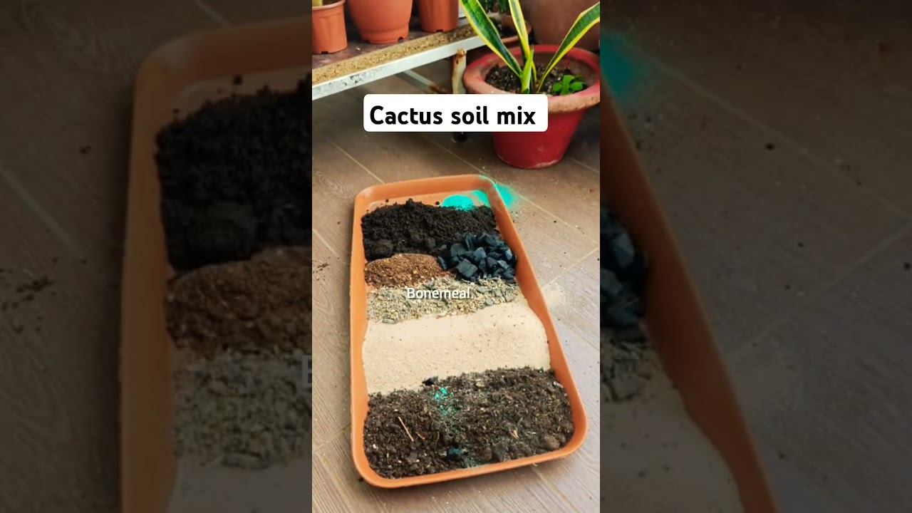 Cactus soil mix recipe| best soil media for cactus|