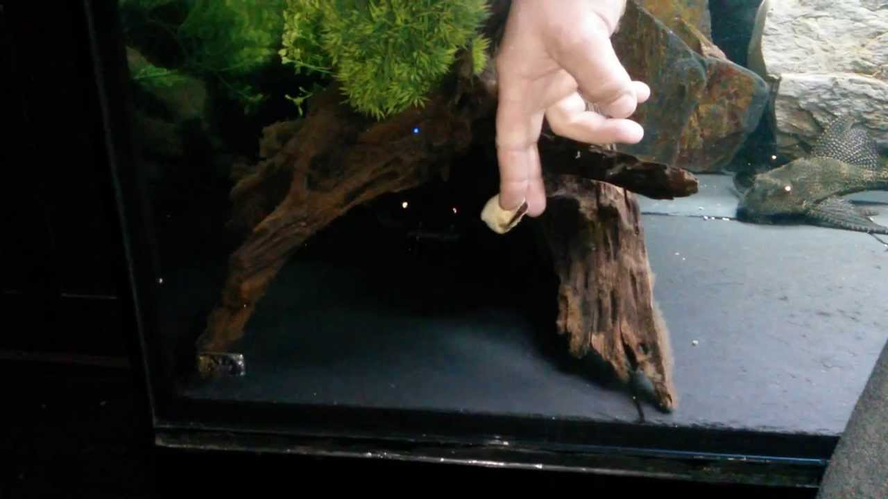 Hand feeding my black devil catfish!-)