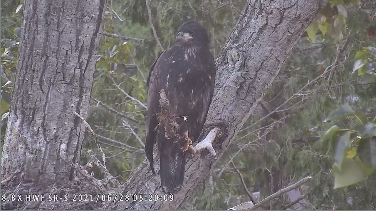 Handsome Fledgling Tiku on Perch at Surrey Reserve