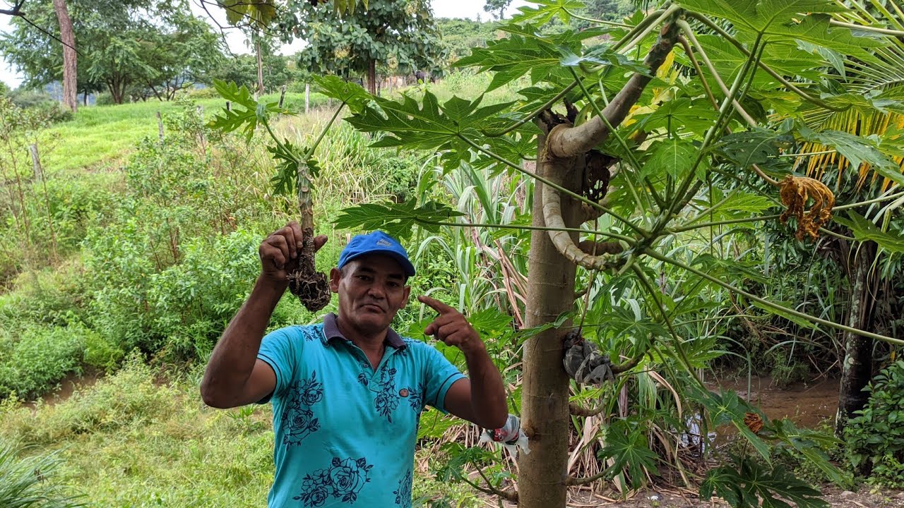 Como plantar mamão usando o galho do jeito mais fácil