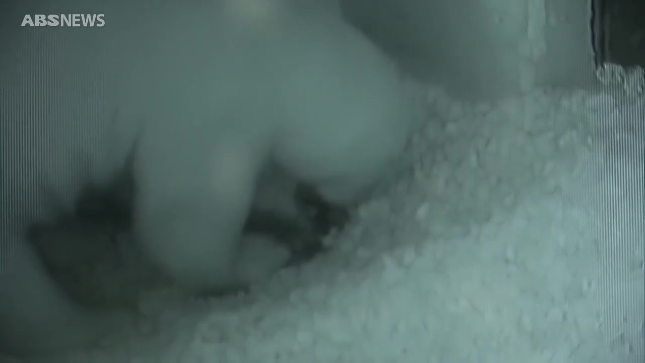 ホッキョクグマのモモが双子の赤ちゃんを出産　男鹿水族館GAO・秋田