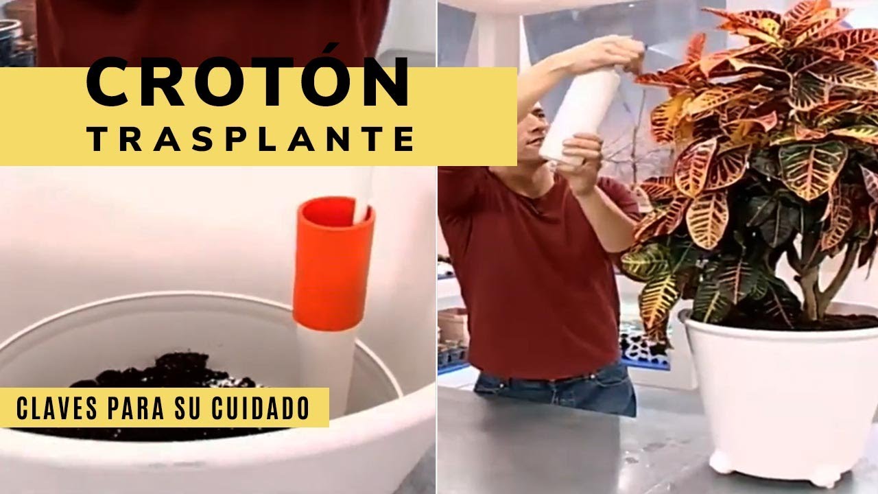Cómo trasplantar el CROTÓN o Codiaeum variegatum (cuidados) - Decogarden - Jardinatis