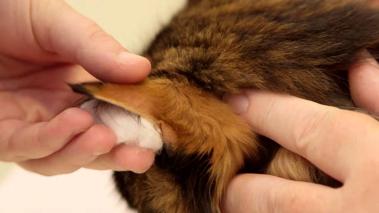 Home blood glucose testing for your cat